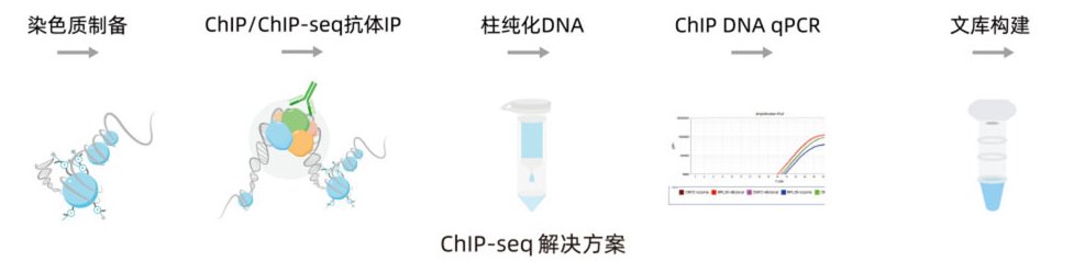 chip_seq_流程.jpg