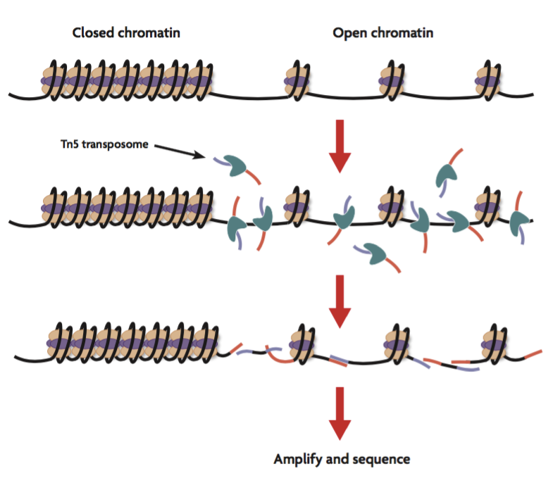 open-chromatin-atac seq.png