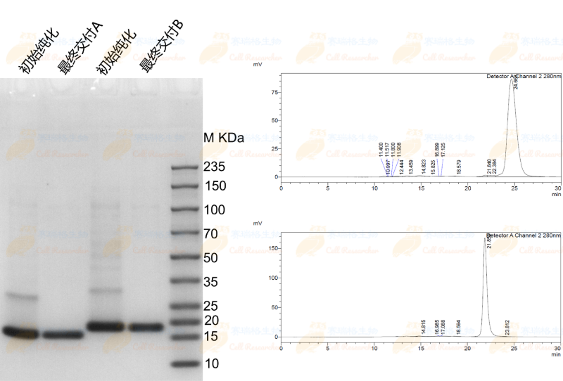 蛋白纯化SDS Pag-水印.png