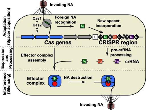 CRISPR-示意图.jpg