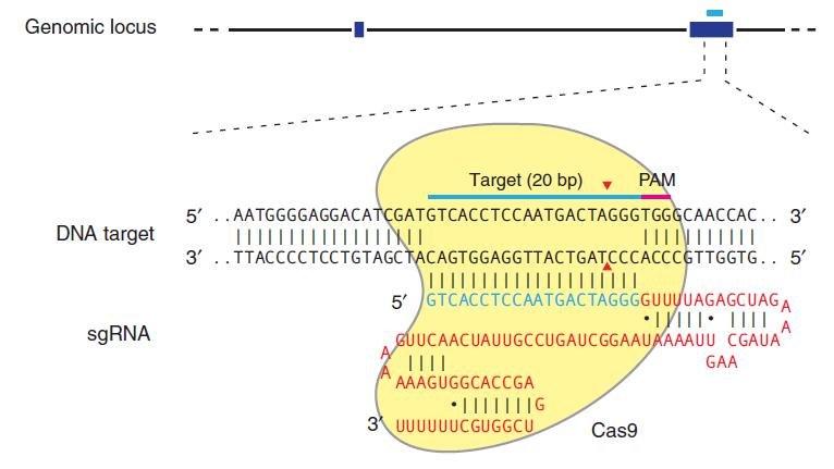CRISPR系统作用原理.jpg