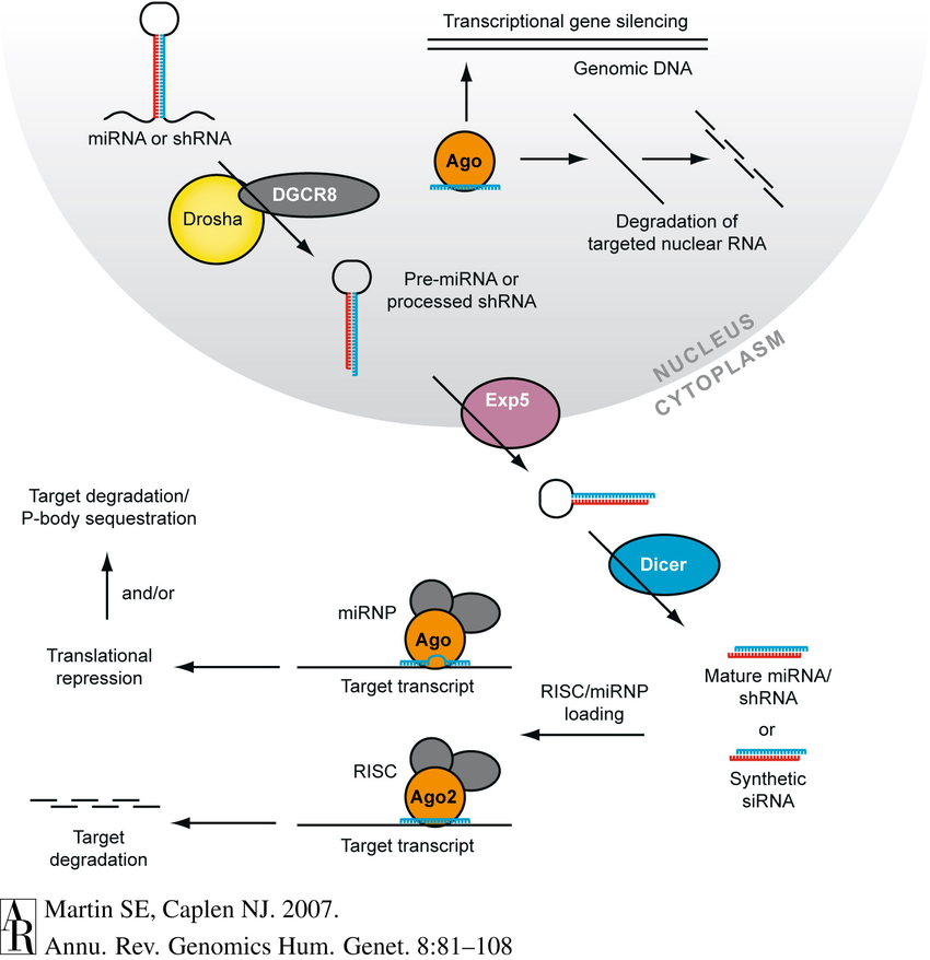 Simplified-schematic-of-the-RNAi-pathway-in-mammalian-cells-Only-processes-mentioned-in-RNAi.png